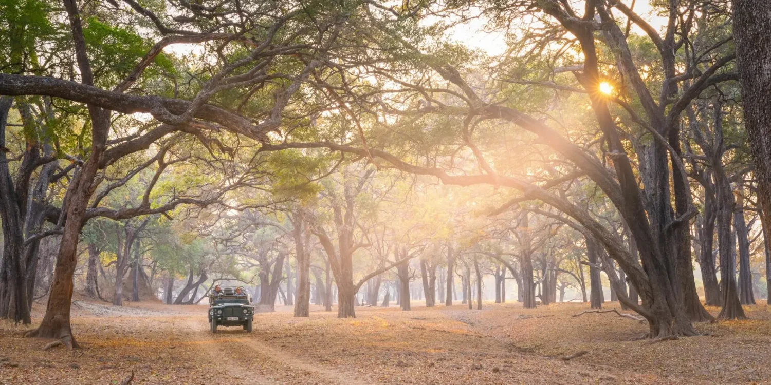Open safari vehicle driving through sunlit woodland during a Safari in March, enjoying game viewing in the fresh green season in Zambia