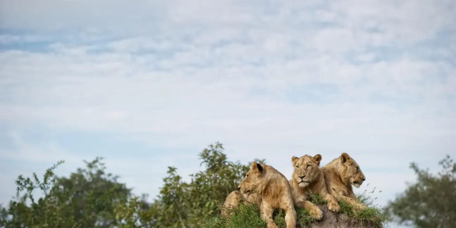 South Africa Safari in November – Lions Resting in Kruger National Park