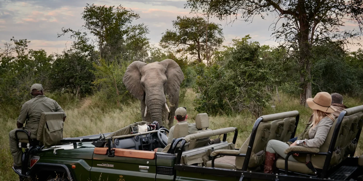 South Africa Safari in September – Close-Up Elephant Encounter at Royal Malewane