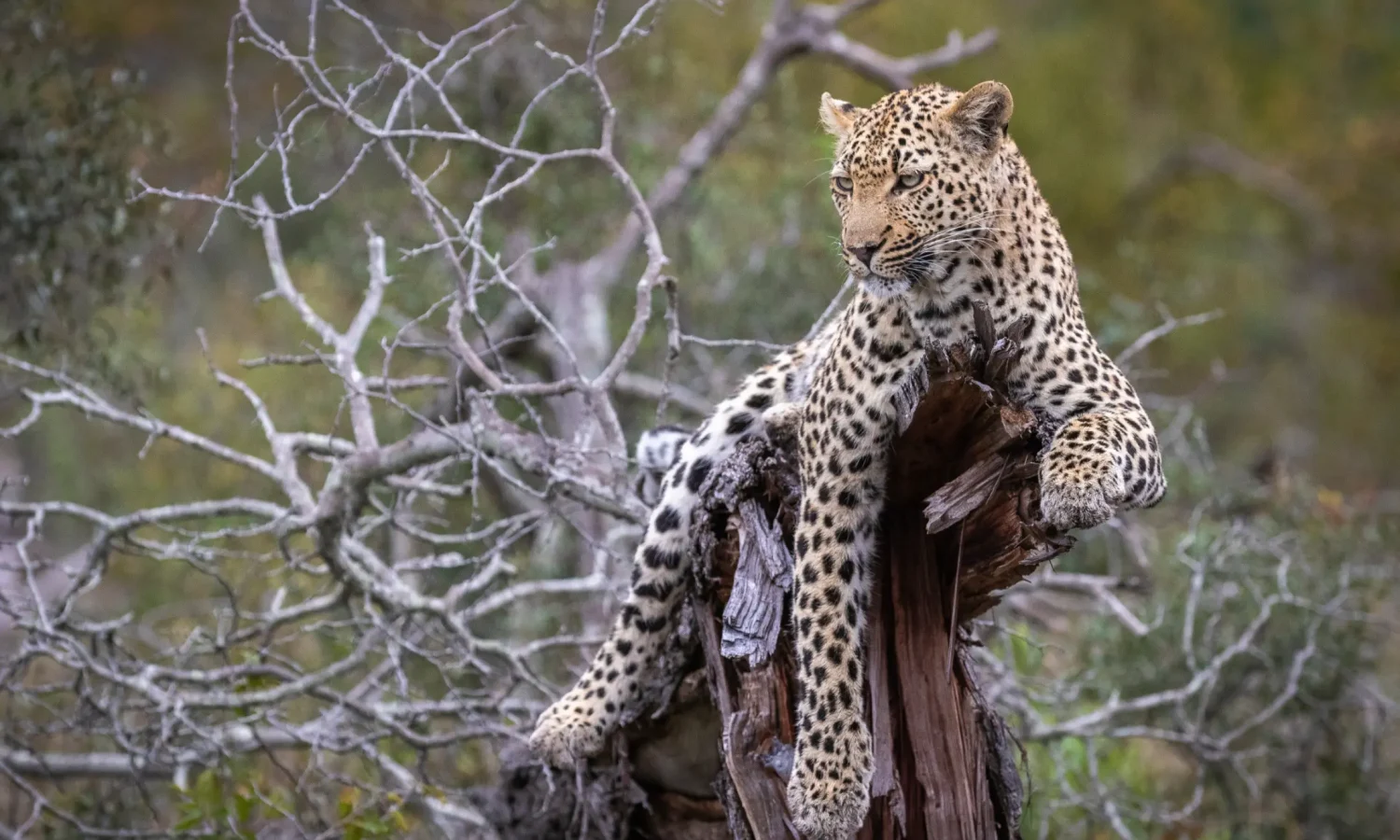South Africa _ Sabi Sand