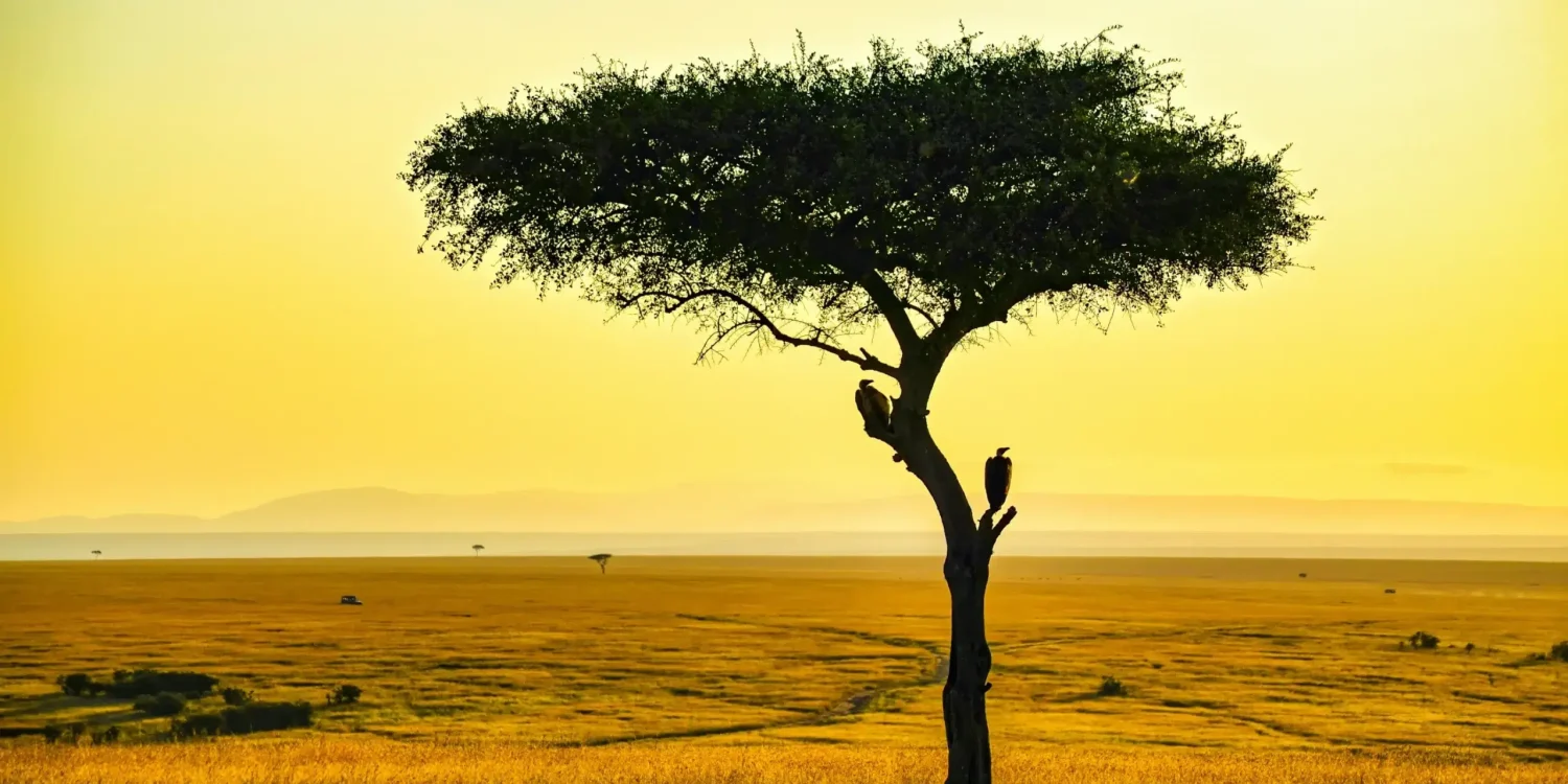 La silhouette emblématique d'un acacia au coucher du soleil africain est l'un des panoramas incontournables des meilleurs safaris d'Afrique pour observer les Big Five.