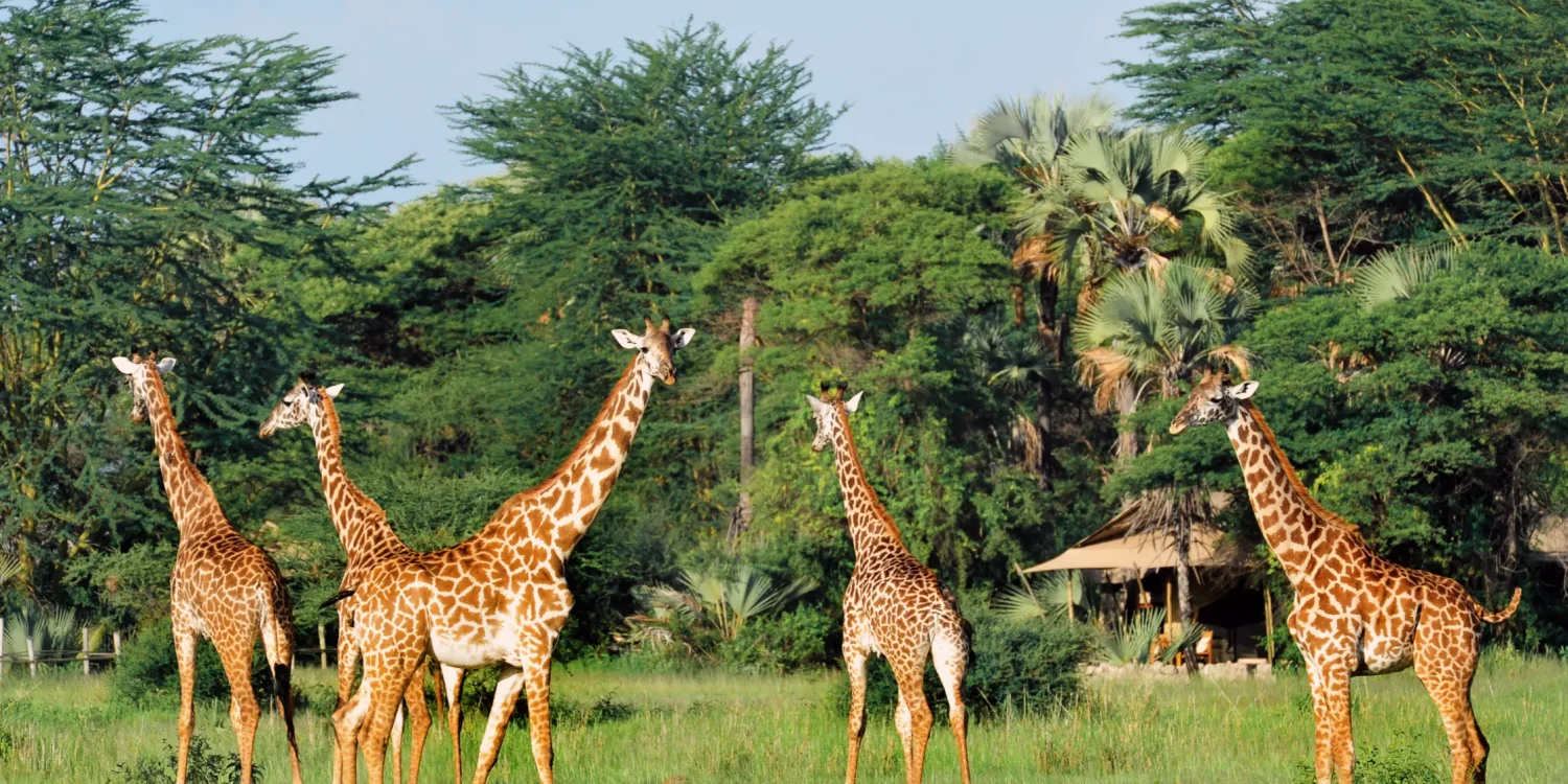 Girafas pastando perto de um acampamento de luxo com tendas durante um safári em setembro na Tanzânia, África Oriental.