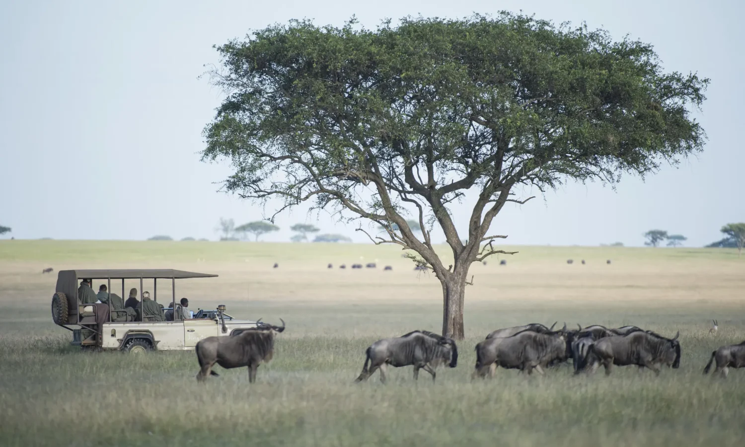 Tanzania _ Game Drive _ Photo_ Singita