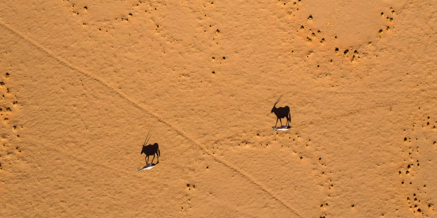 Luxury safaris by air Africa aerial view of desert wildlife with oryx antelope crossing golden dunes from above