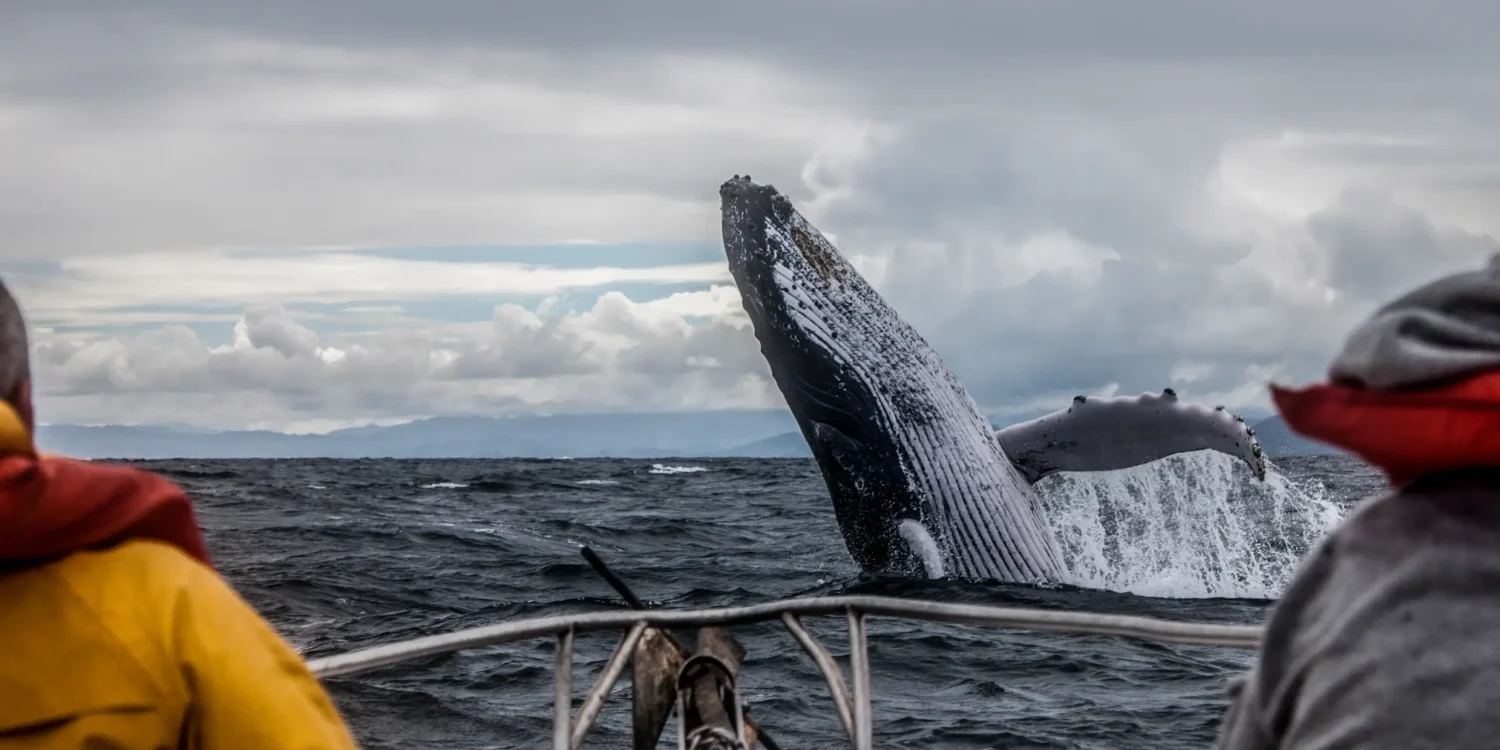 Humpback whale breaching beside a boat on Luxury safaris by sea Africa wildlife expedition