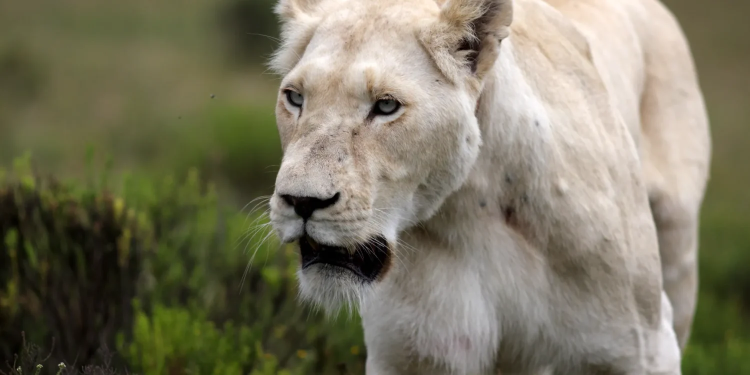 Timbavati White Lion