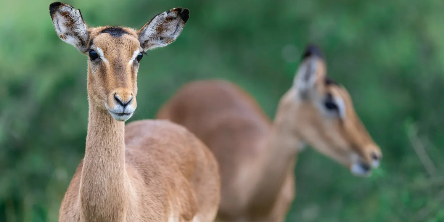 Timbavati