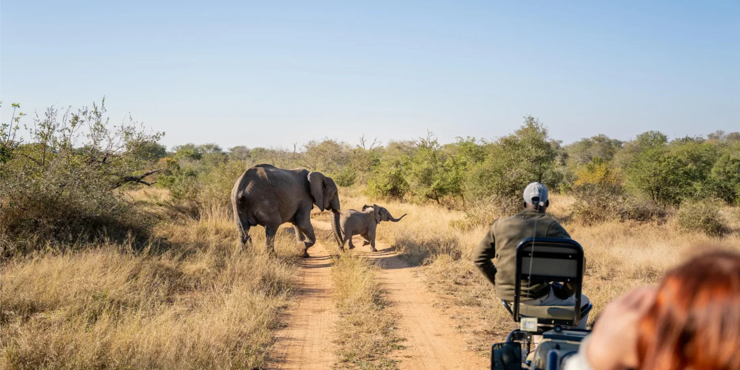 Timbavati_1