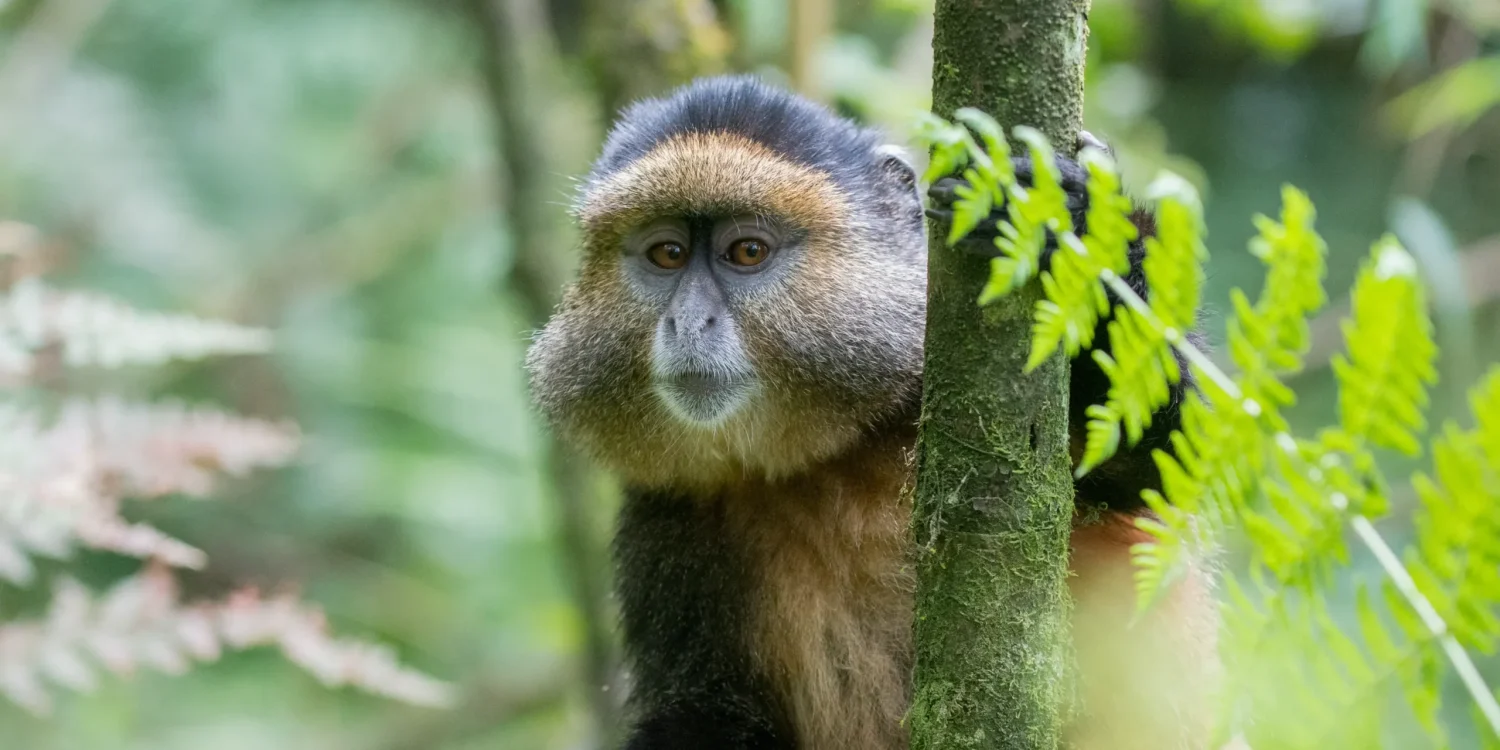 Top December Safari Destinations – Golden Monkey Trekking in Uganda’s Volcanoes National Park