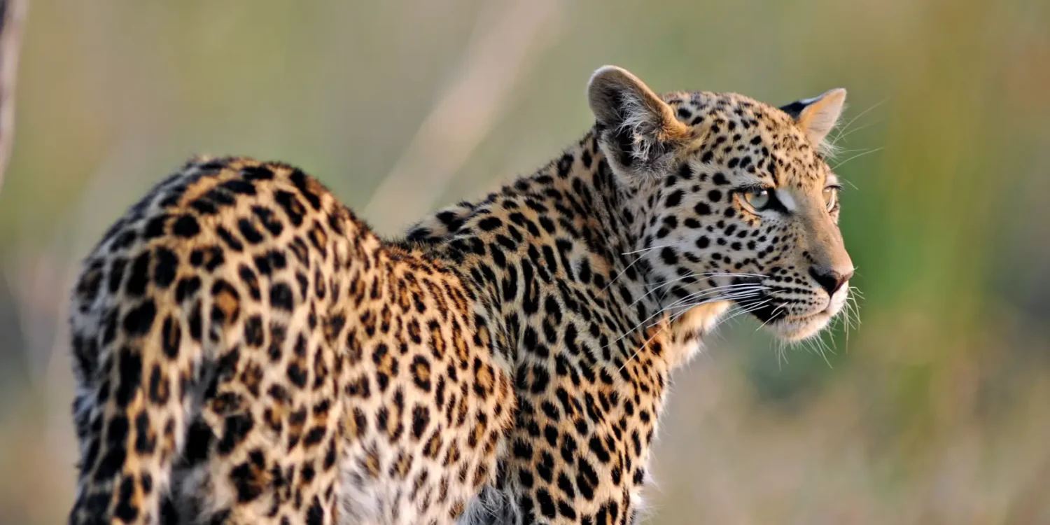 Top December Safari Destinations – Leopard Sightings in Botswana