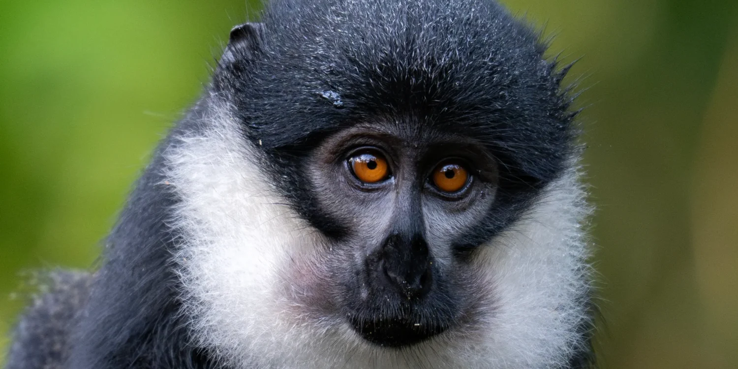 Close-up de um macaco com impressionantes olhos âmbar, avistado durante um safári em setembro em Uganda.