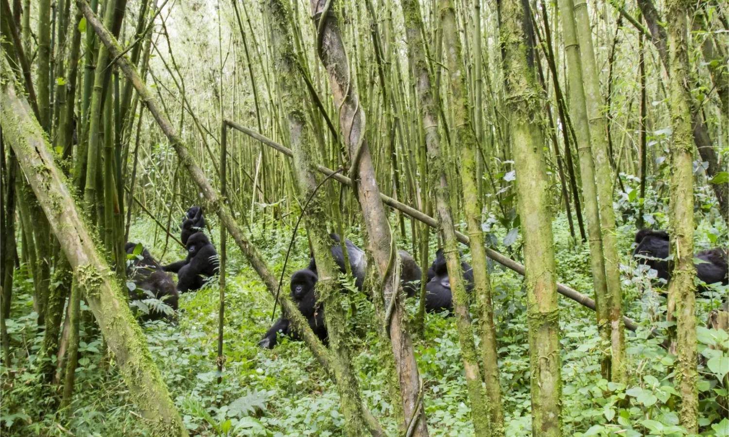 Uganda _ Gorilla trekking_