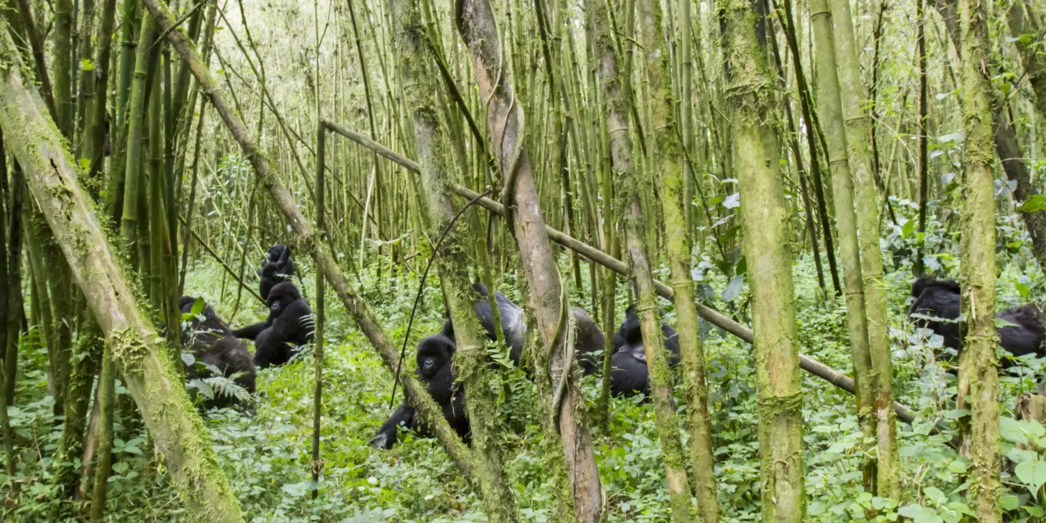 Volcanoes National Park_2 Gorilla Trekking