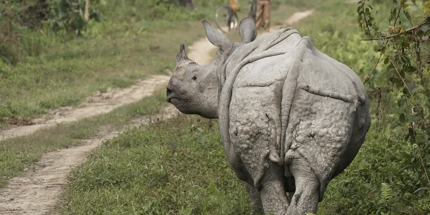 One-horned rhino walking along a jungle track, highlighting Africa’s top emerging travel destinations for rare wildlife encounters