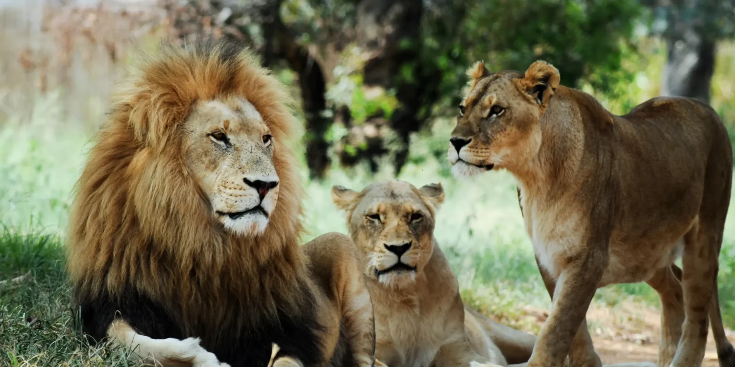 Why-Choose-Us-Luxury-African-Safari-Land-Sea-Air-Lions-in-the-Wild