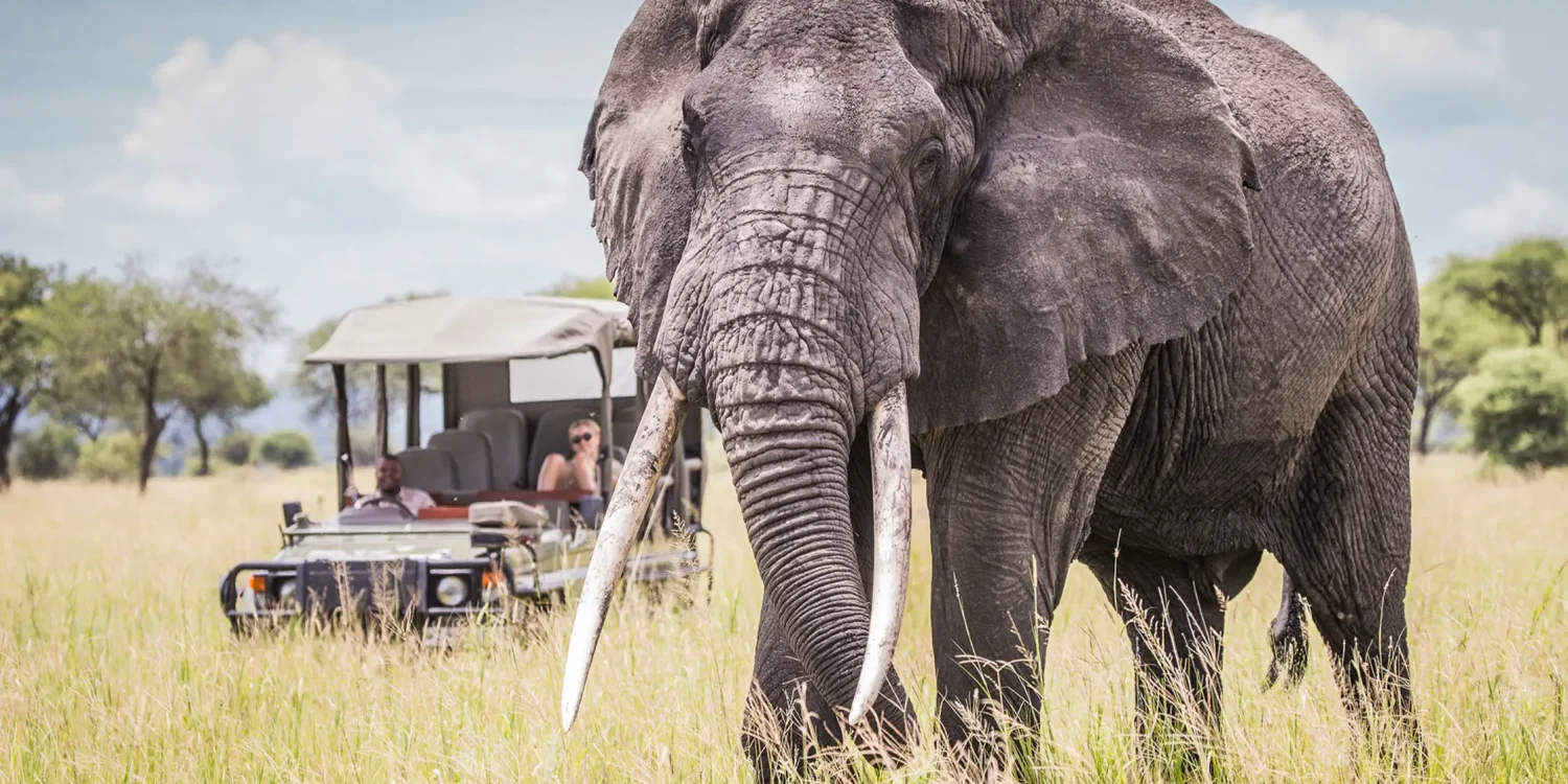 Why Choose Us for a Luxury Land Safari in Africa – Close-Up Elephant Encounter