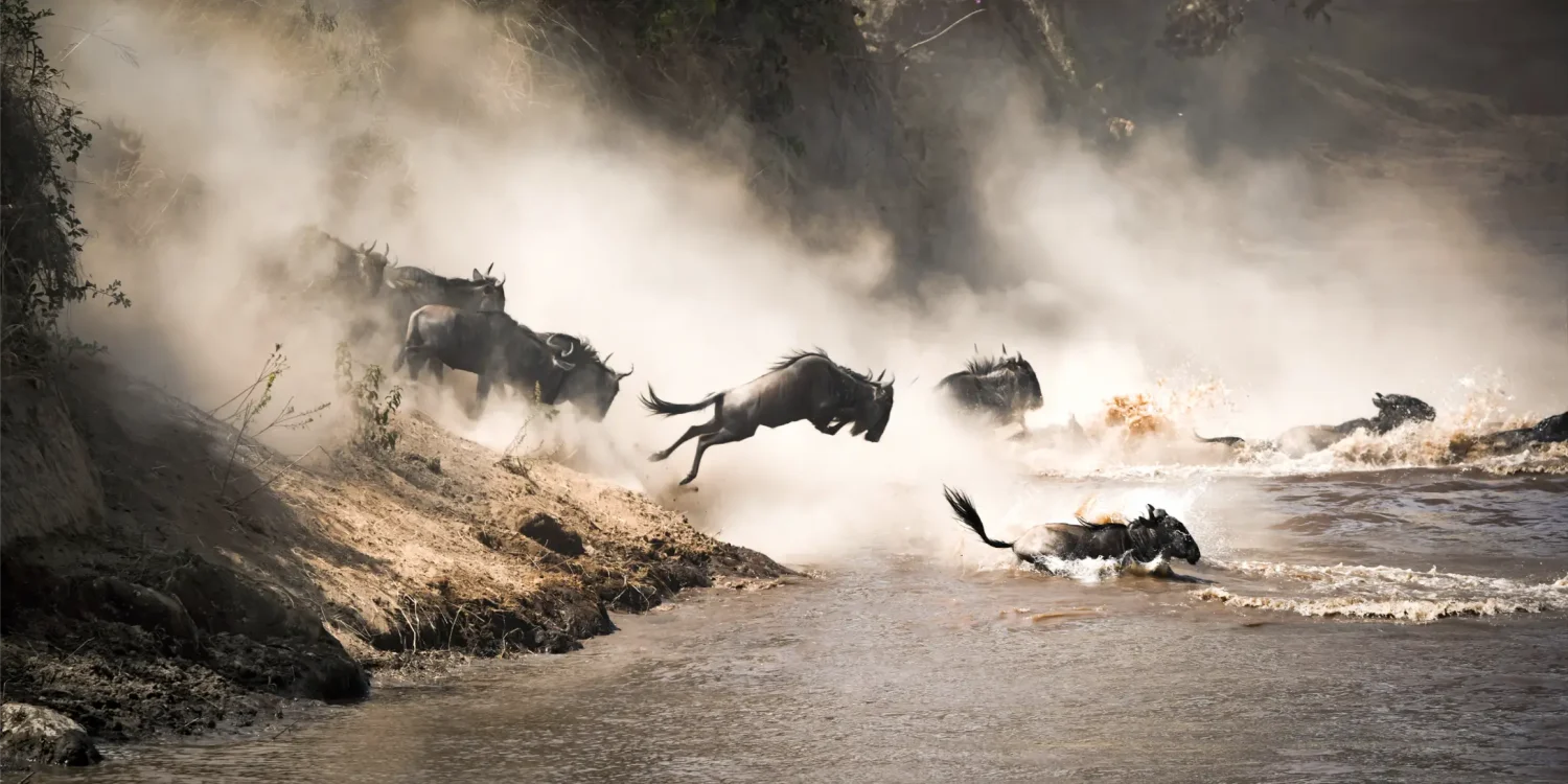 Wildebeest crossing river during Great Migration at the best time to visit the Masai Mara