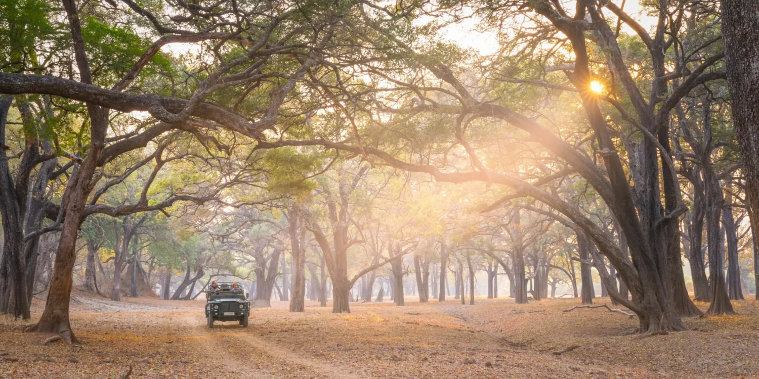 Zambia Safari in October – Explore Mana Pools’ Golden Wilderness