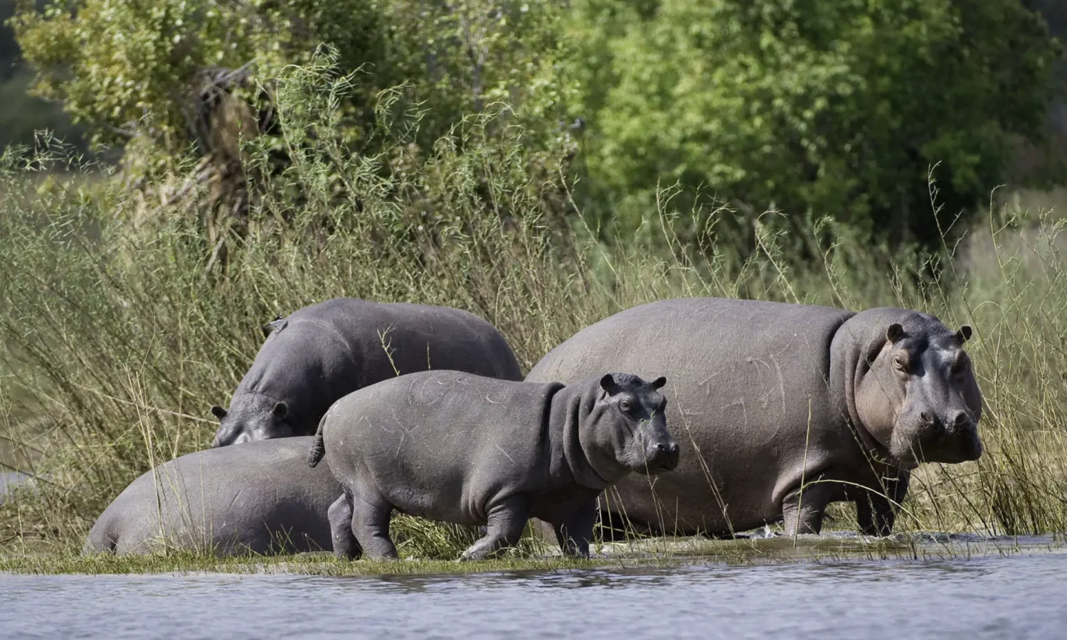 Zambia _ Hippos on the Zambezi