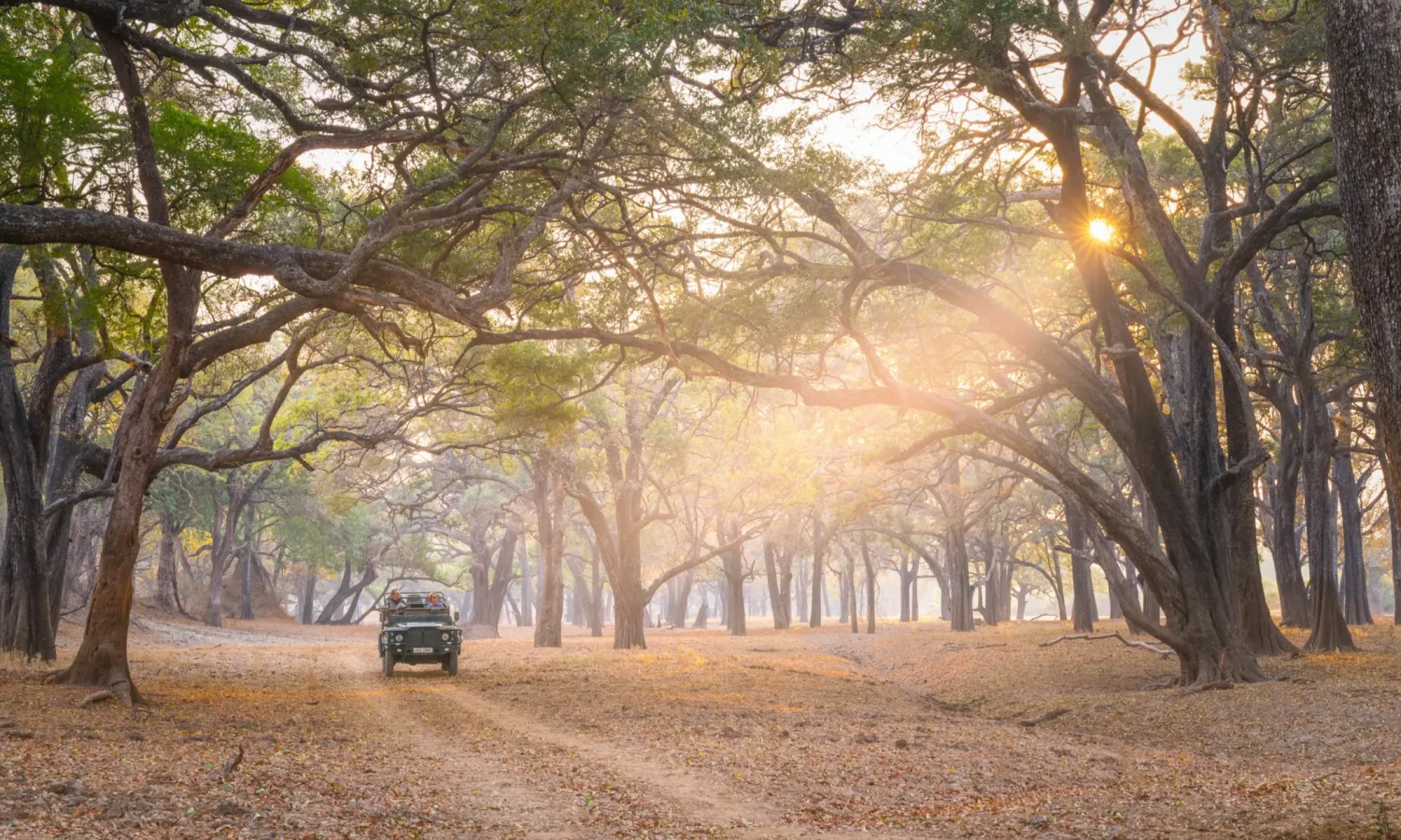 Zambia _ South Luangwa_