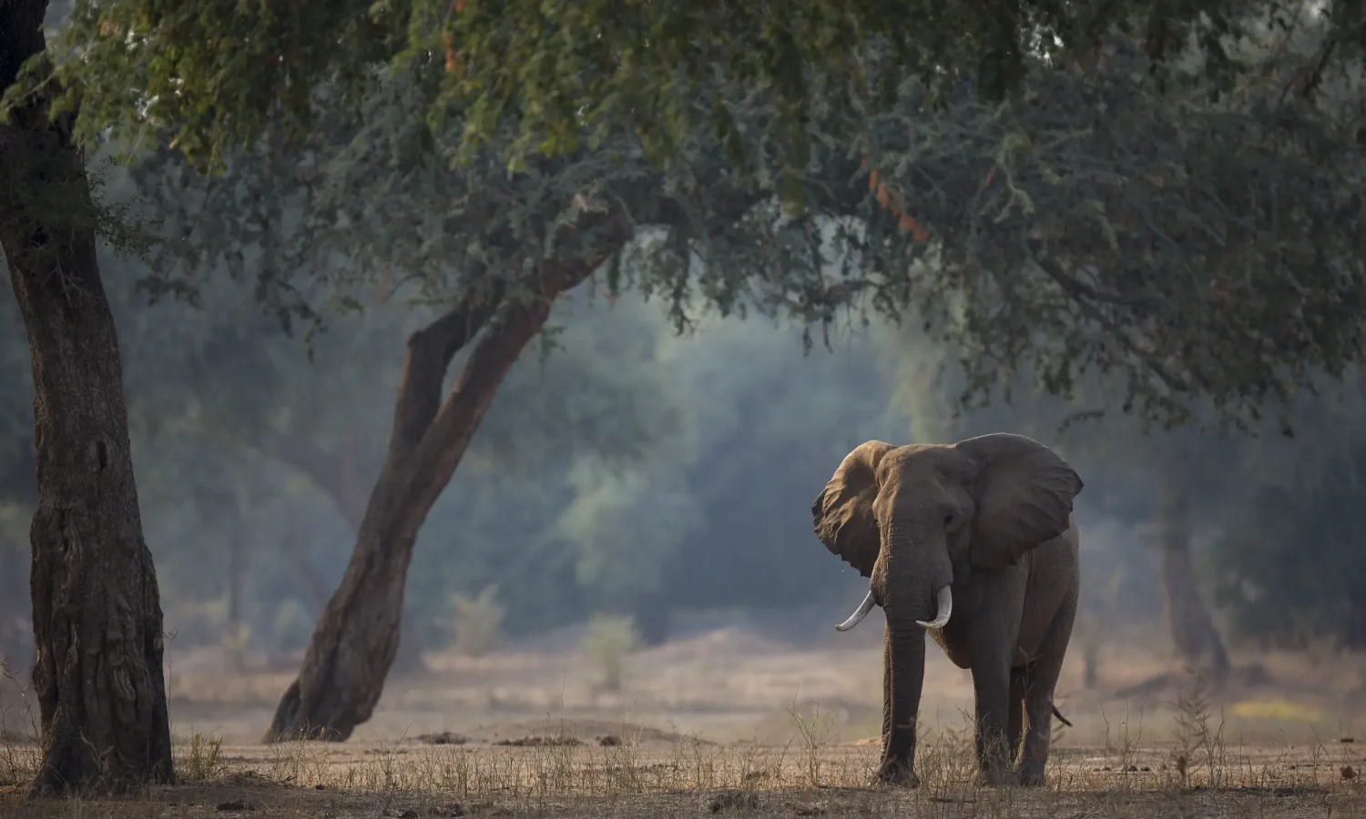 Zimbabwe _ Mana Pools