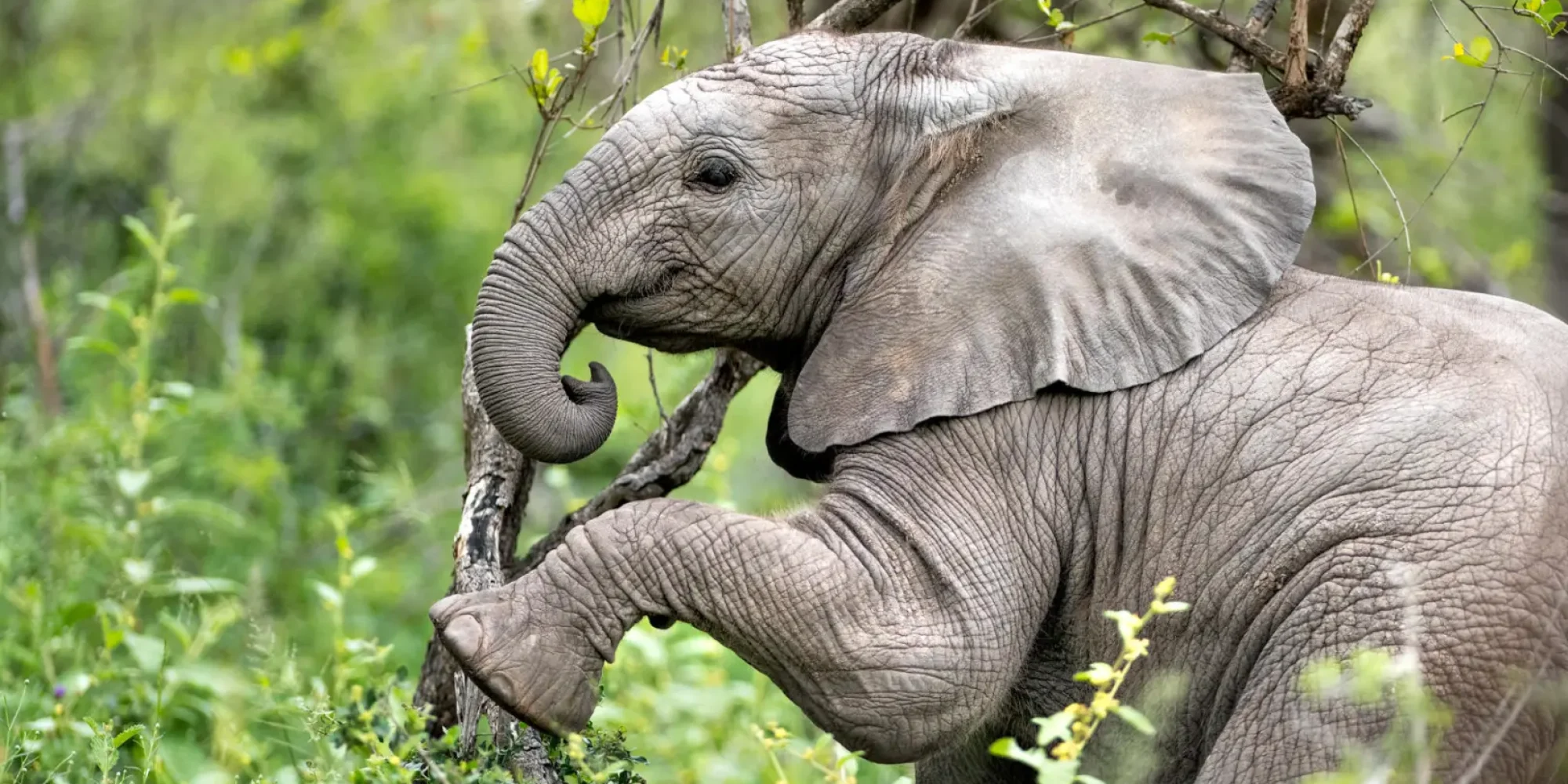 baby-elephant-spring-holiday-african-safari