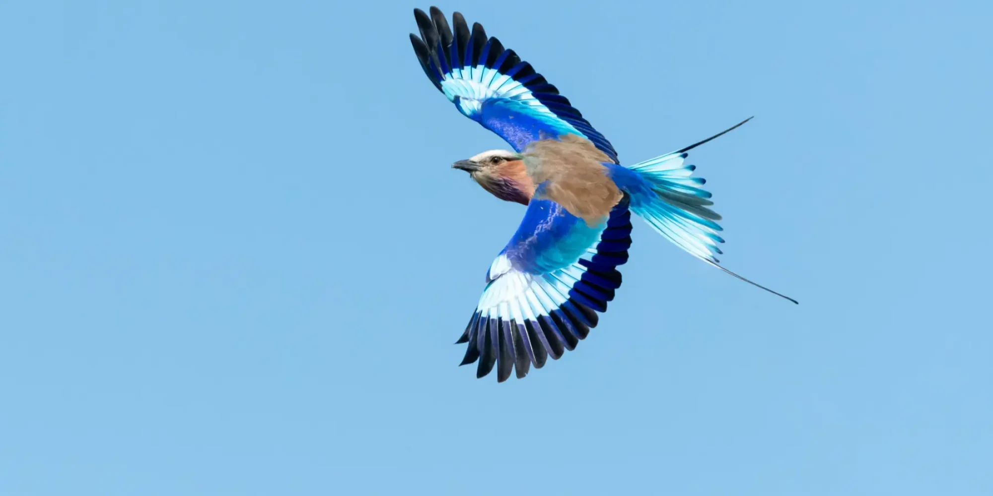 blue-bird-flying-spring-holiday-african-safari