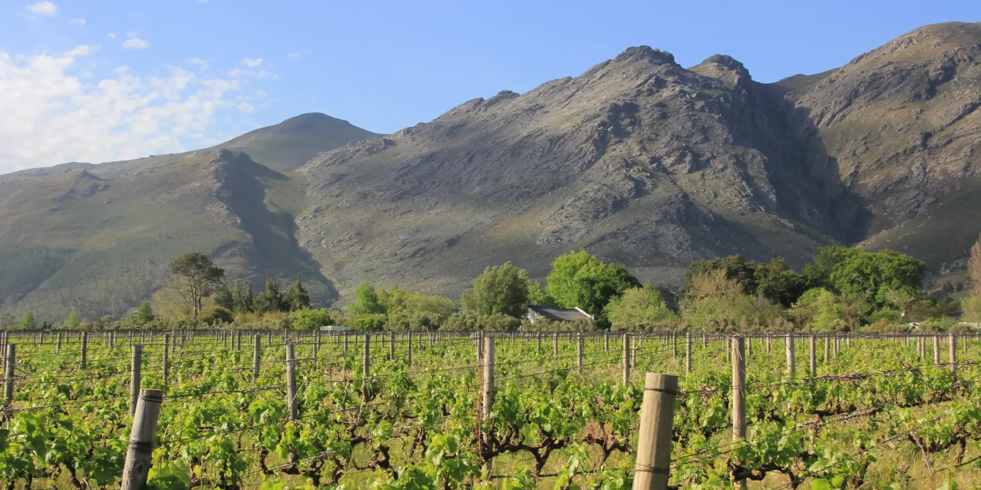 cape-town-winelands-spring-holiday-safari