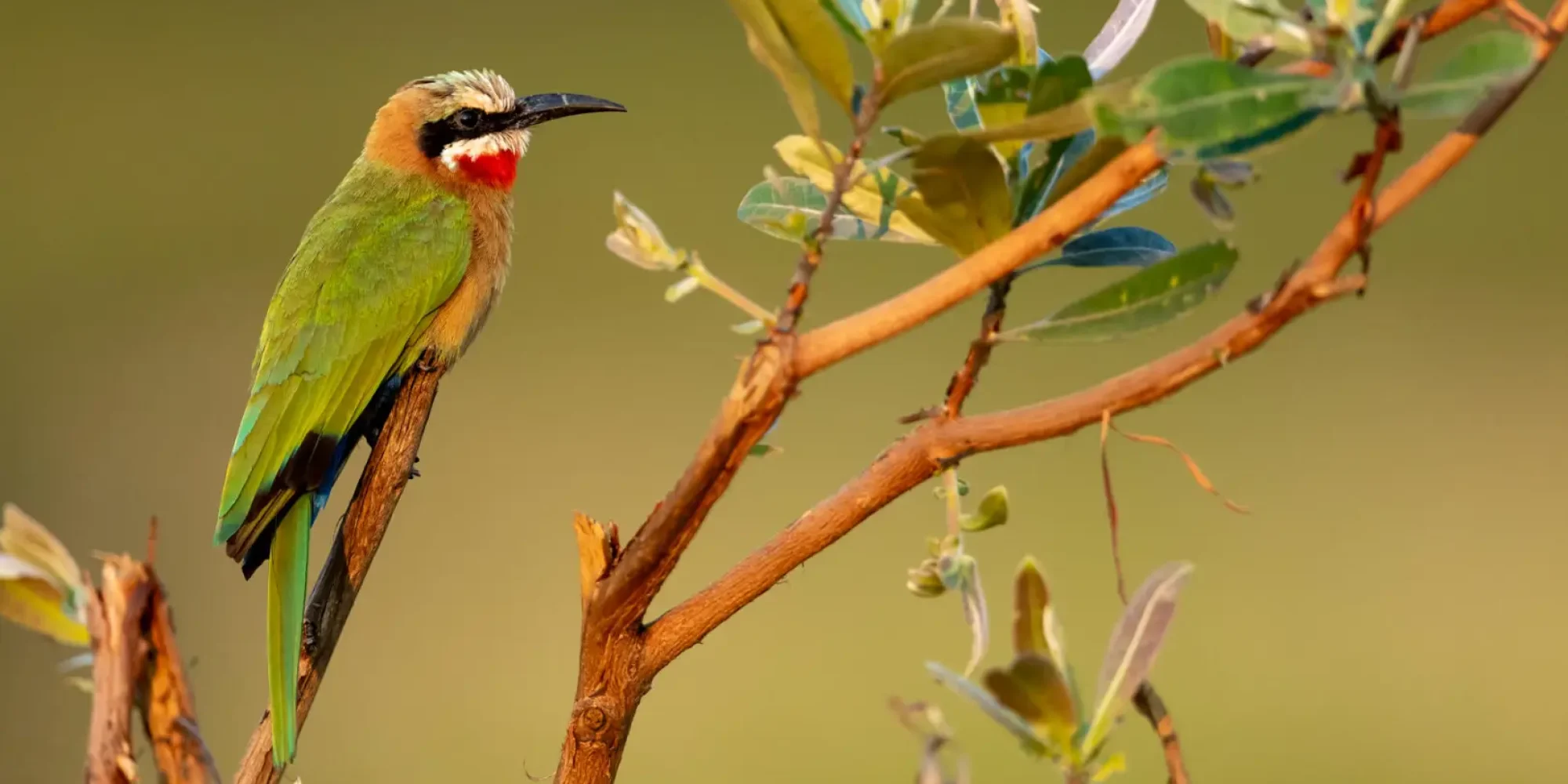 colorful-bird-on-tree-spring-holiday-african-safari