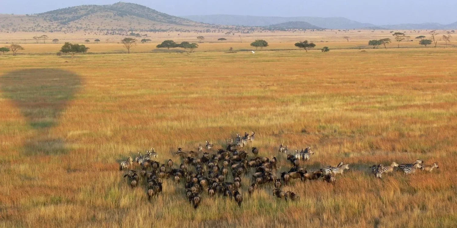 great migration from hot air balloon