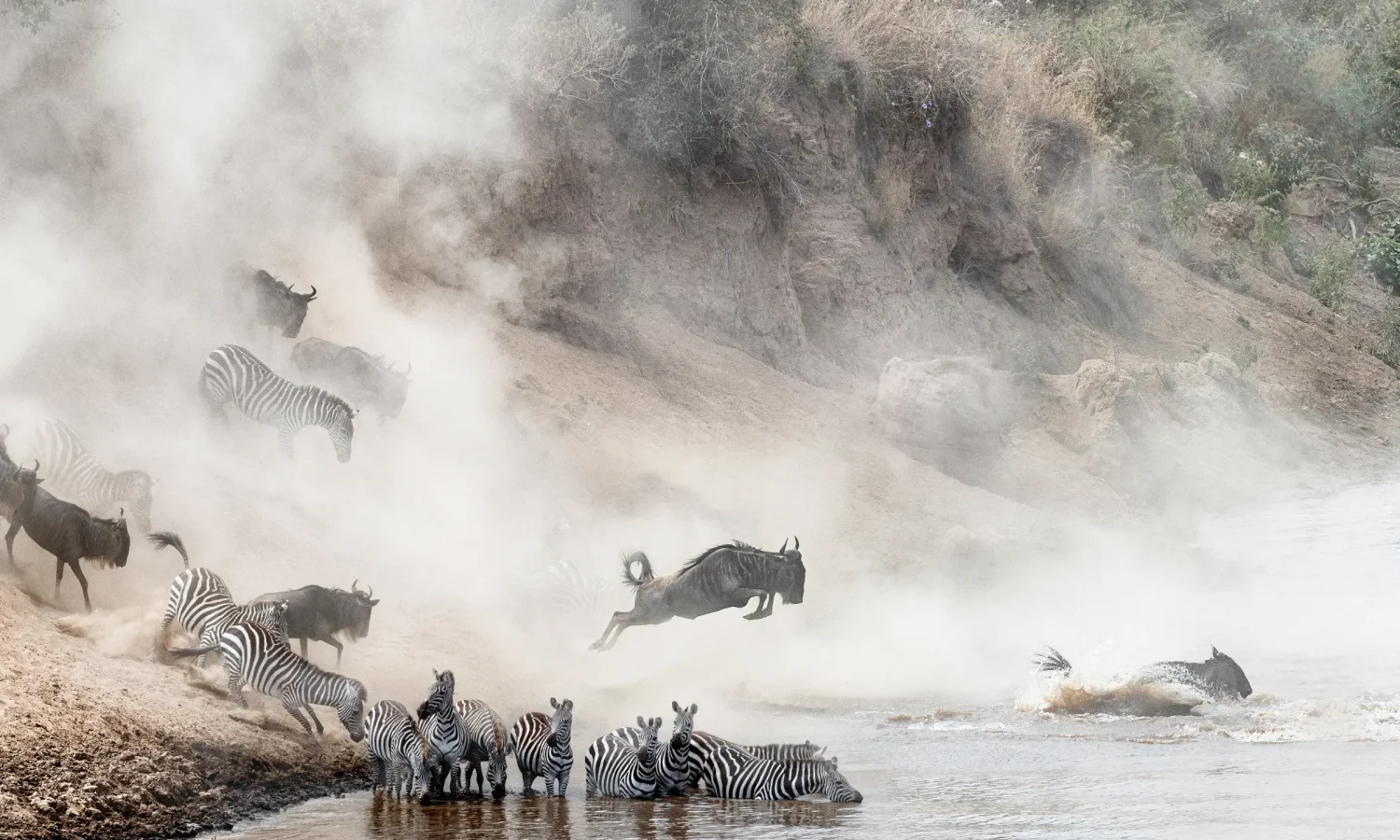 A chaotic herd of wildebeests and zebras leaps down a dusty riverbank and into the water during a dramatic Great Migration river crossing.