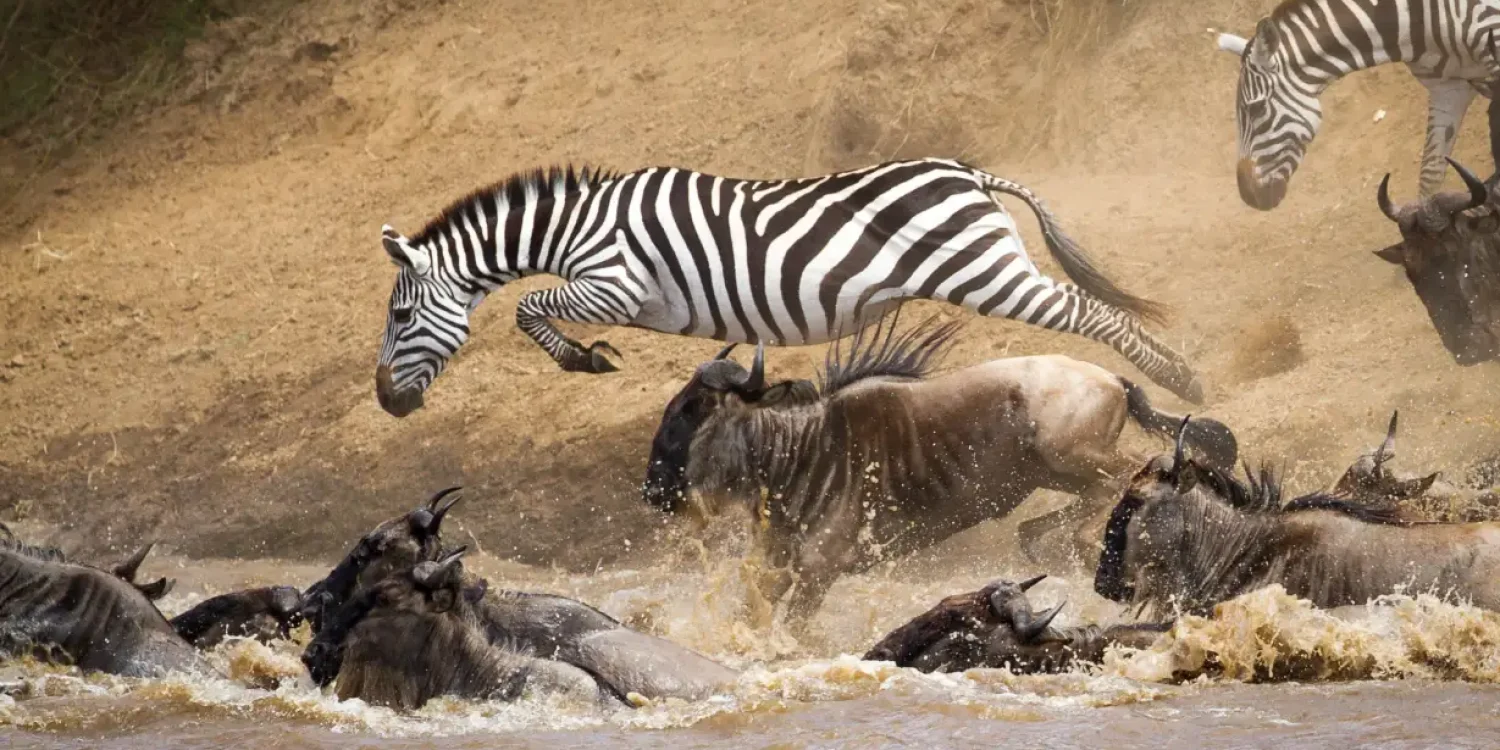 Zebra leaping over wildebeest during a dramatic river crossing scene on a winter safari holiday migration experience on a Luxury family safari in Tanzania