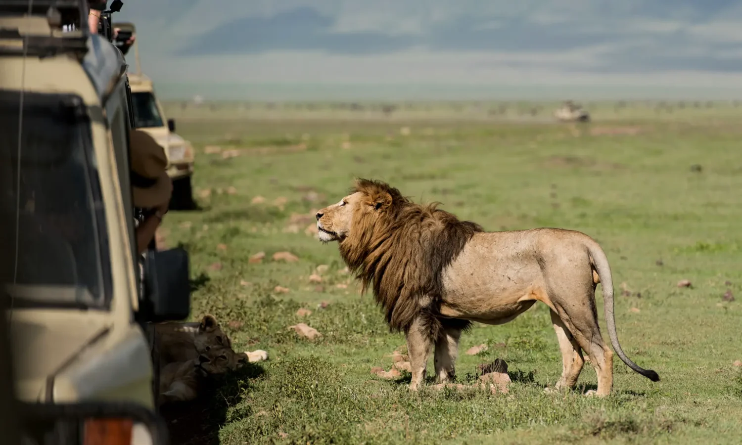 A majestic male lion with a thick mane stands near safari vehicles in the open grassland savanna during a Kenya vs Tanzania safari across the Serengeti and Masai Mara.