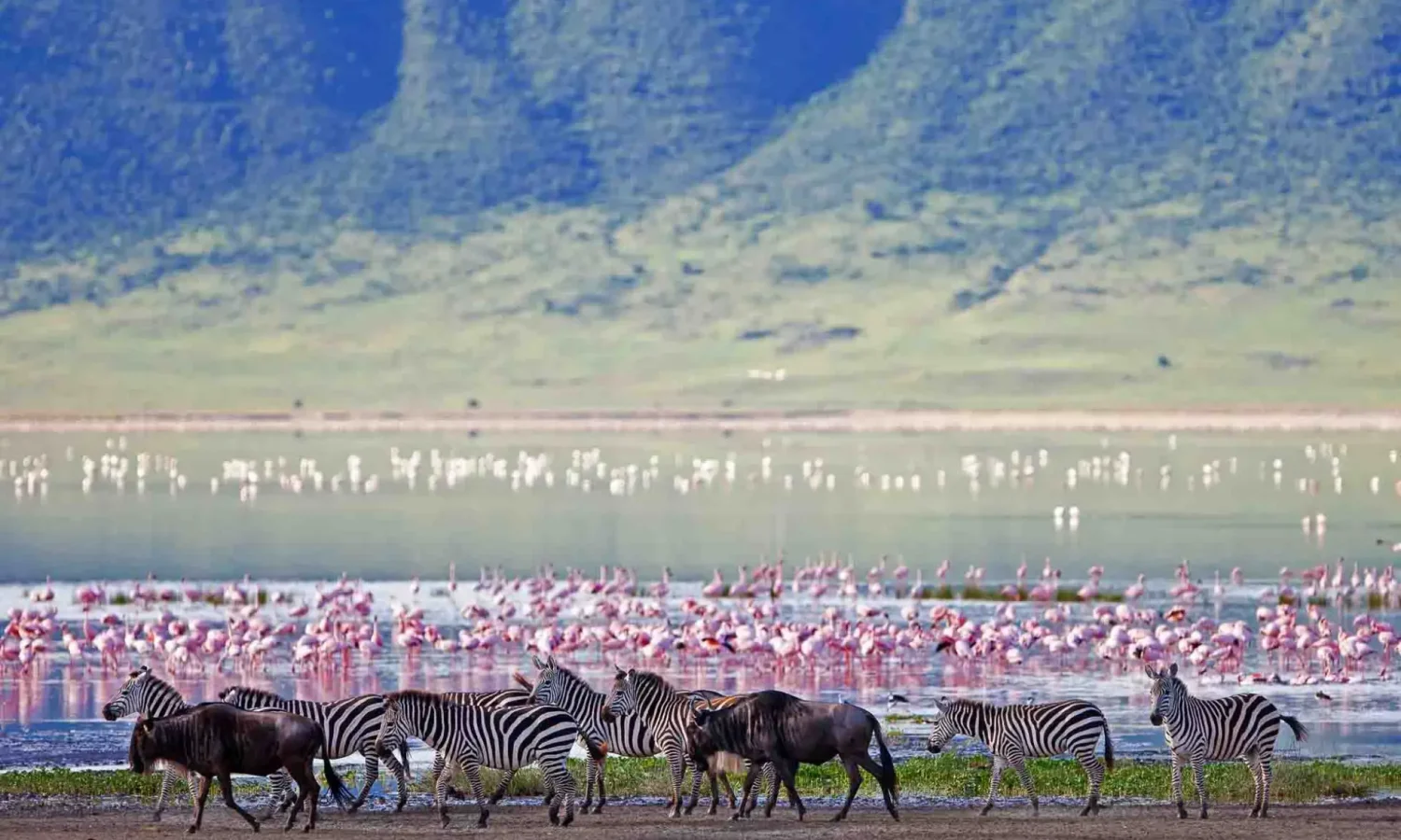 A large flock of pink flamingos wading in a shallow lake with a herd of zebras and wildebeests walking along the shore in the Ngorongoro Crater, Tanzania.