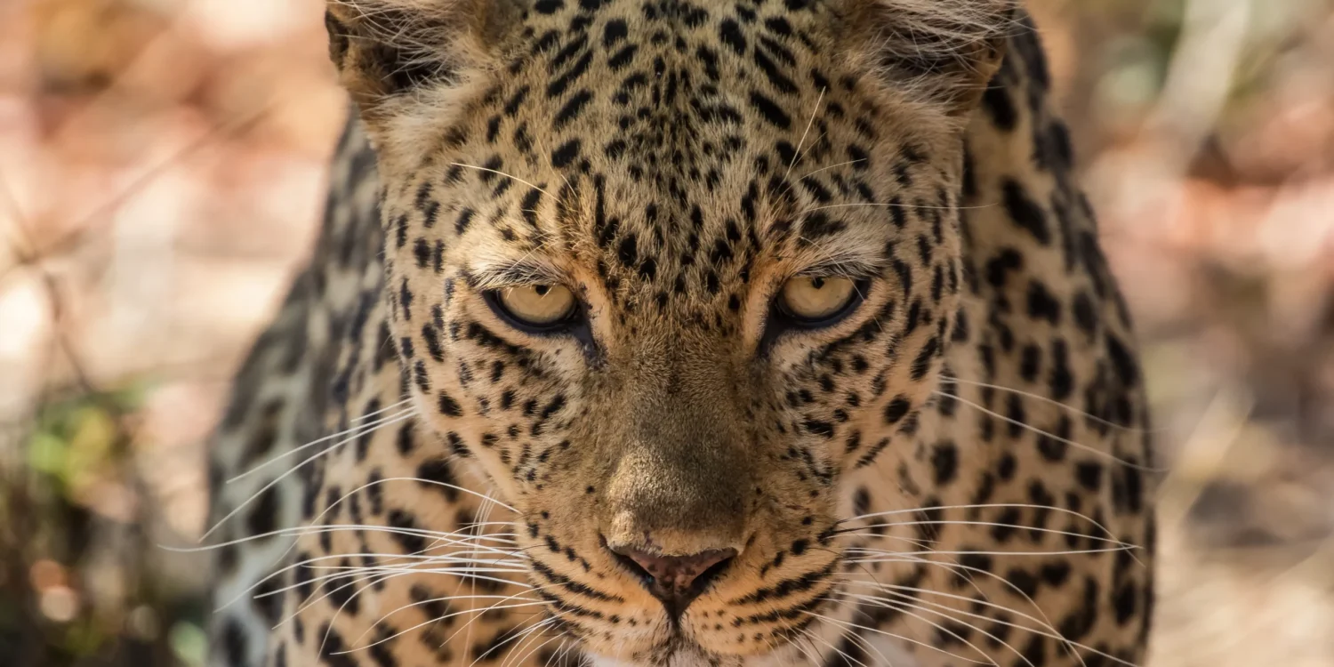 safari-destinations-for-a-teen-friendly-safari-in-Africa-Zambia-South-Luangwa