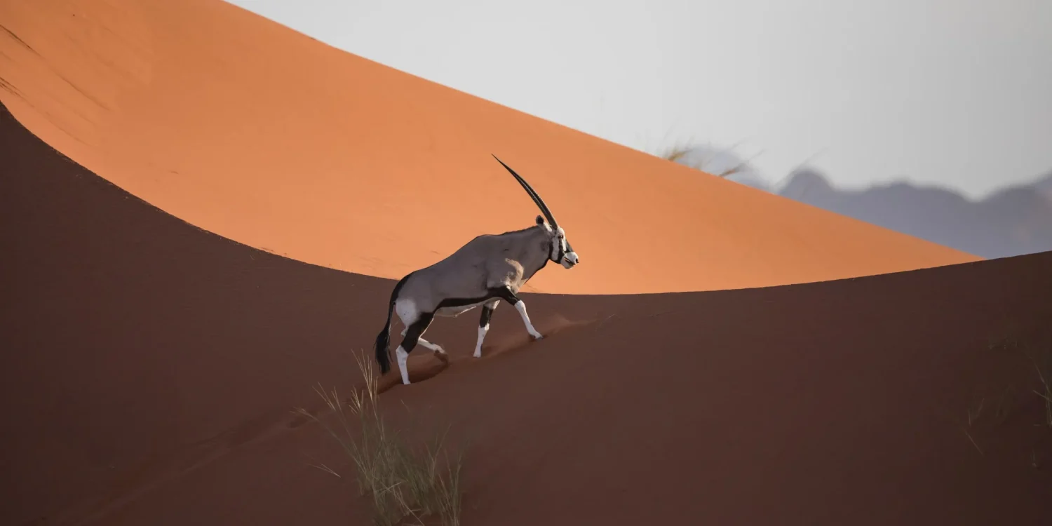 scenic-helicopter-flight-oryx-andbeyond-sossusvlei_2