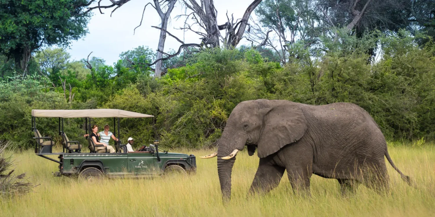 top-destinations-in-Africa-for-a-multigenerational-safari-experience-Botswana-Tubu-Tree-Camp