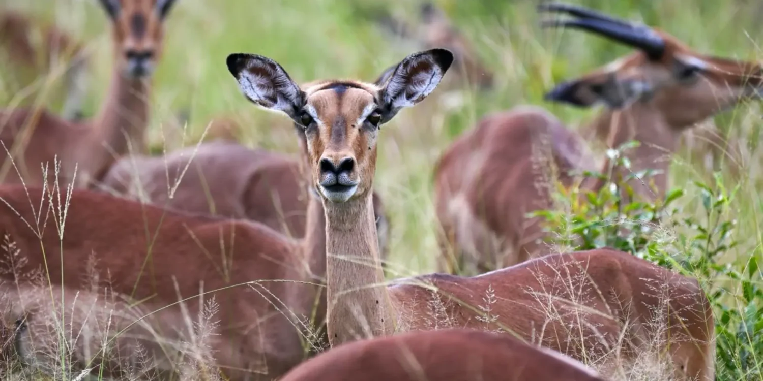 wildlife-conservation-impala-herd-sustainable-travel